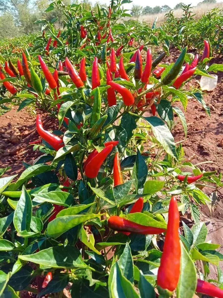 Healthy young crops growing in rich soil